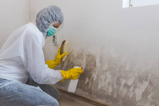 Best Environmental Consulting for Mold Prevention  in Archbald, PA