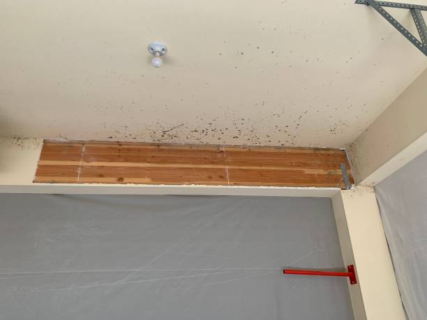 Best Asbestos and Lead Testing During Mold Inspection  in Archbald, PA